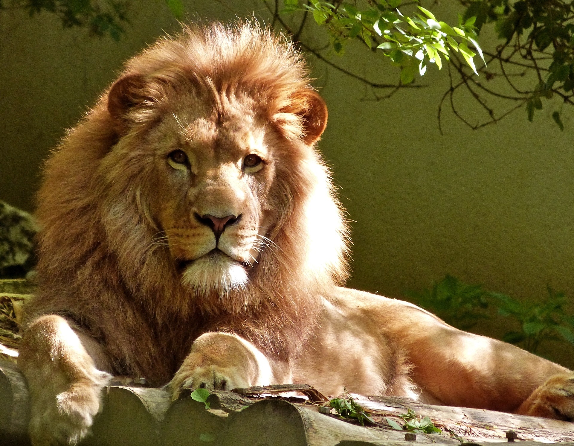 Bild zu Der Augsburger Zoo