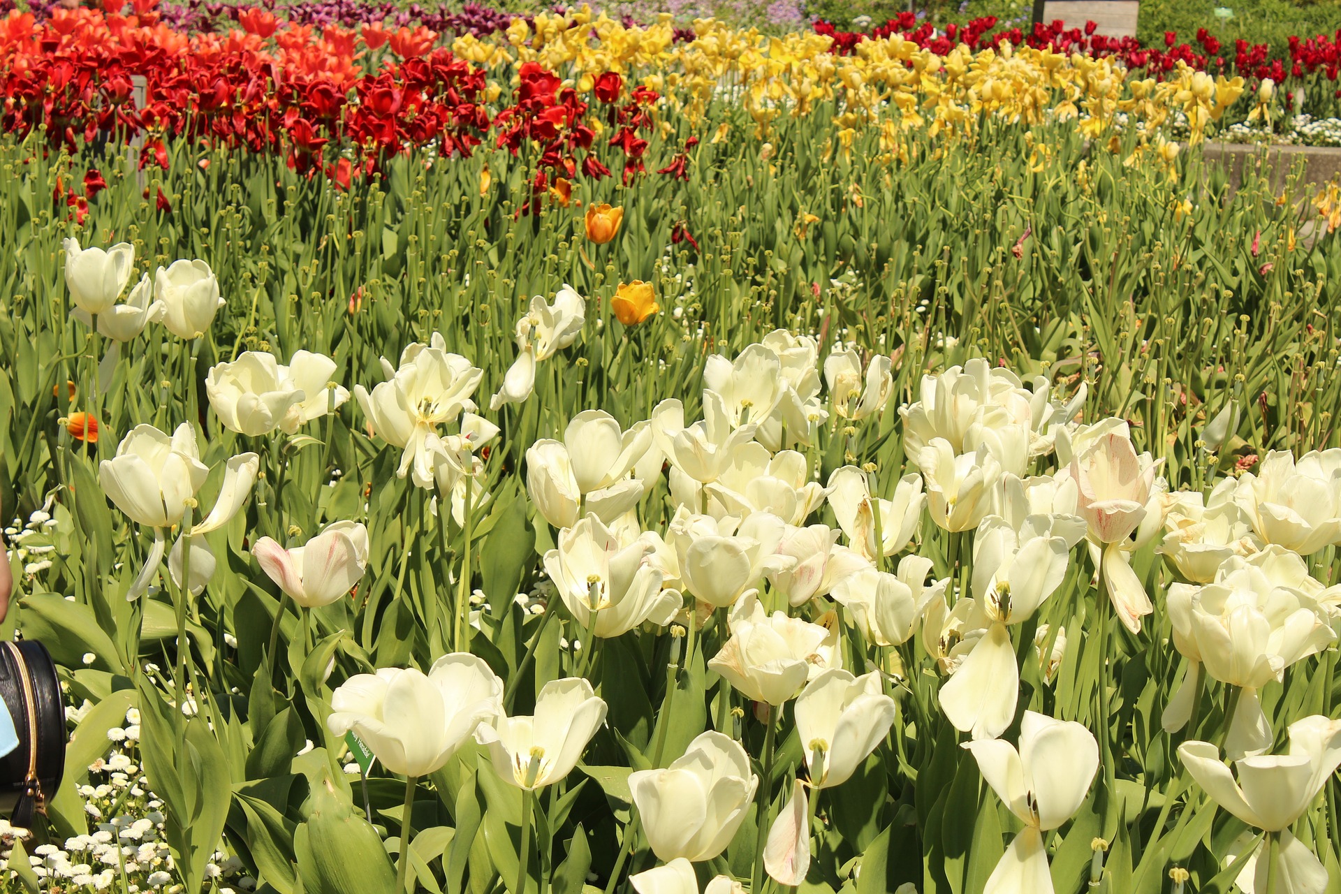 Bild zu Botanischer Garten Augsburg